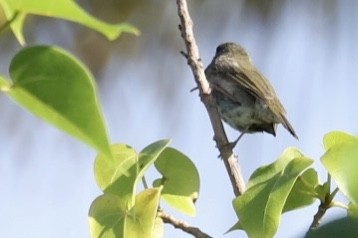 Black-faced Grassquit - ML646705271