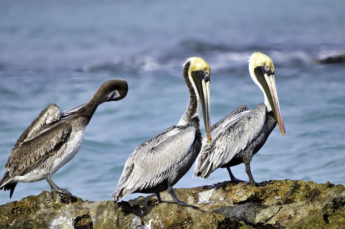 pelikán hnědý - ML646705273