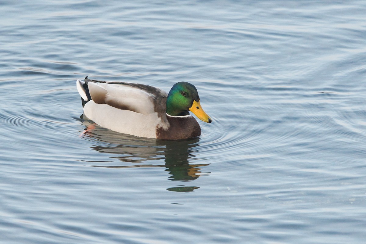 Basahatea - ML646705275