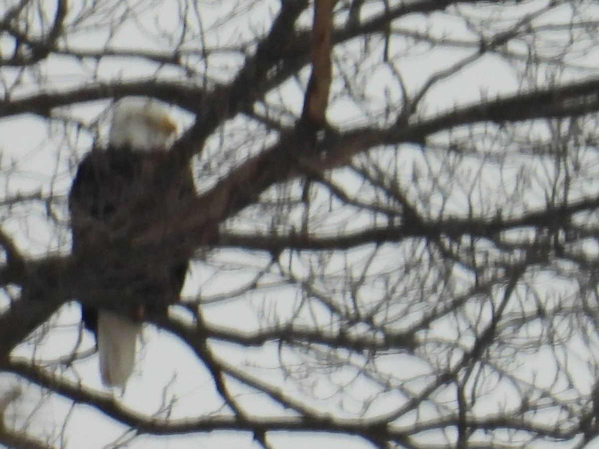 Bald Eagle - ML646705276