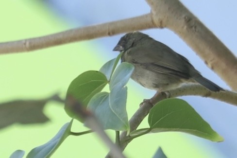 Black-faced Grassquit - ML646705279