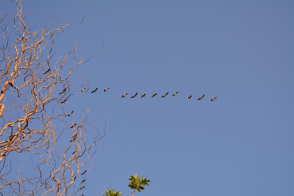 ハイイロガン - ML646705281