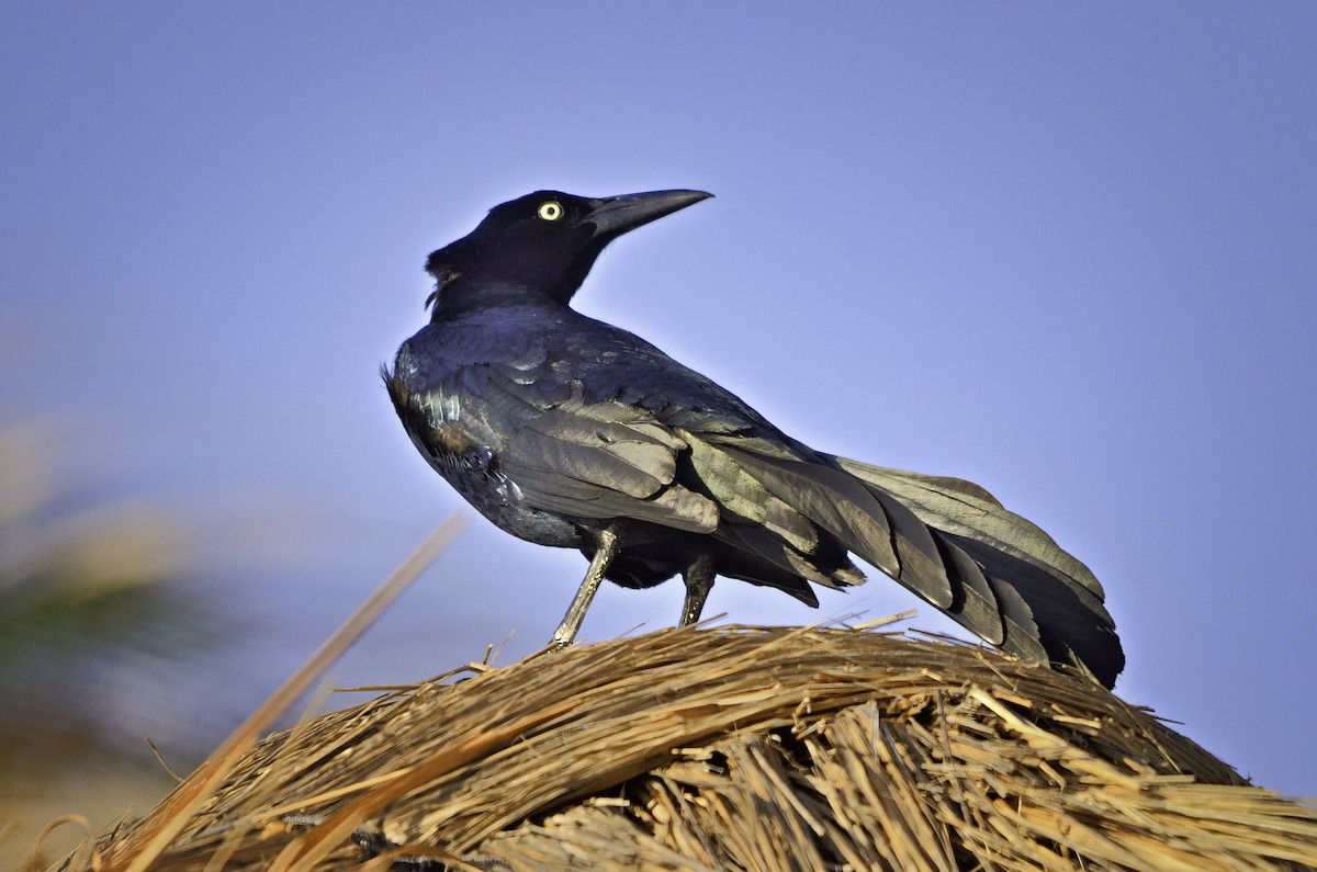 vlhovec velkoocasý - ML646705285