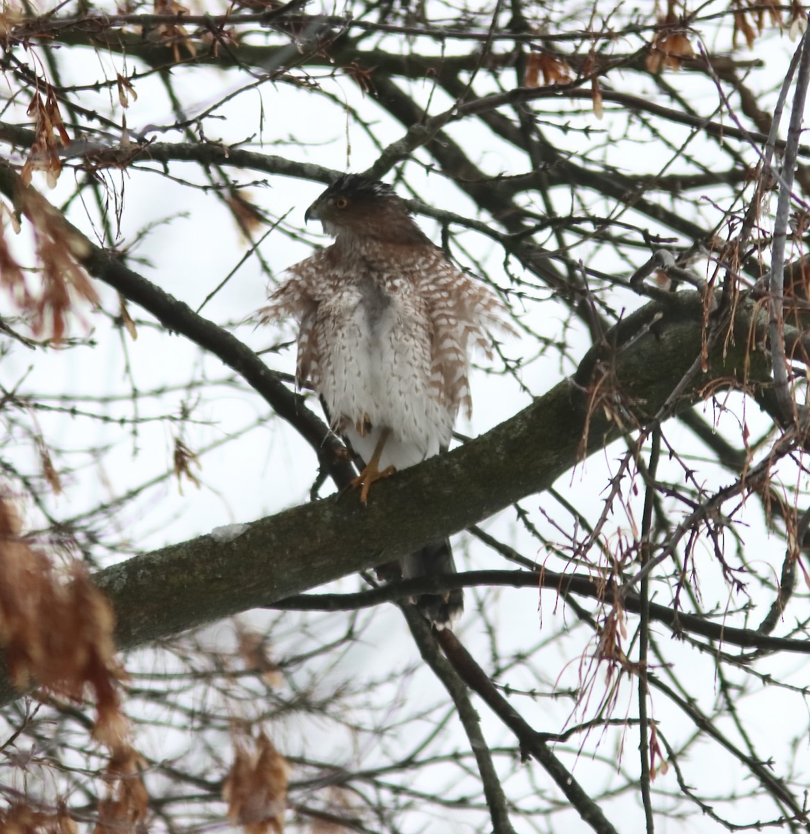 Cooper's Hawk - ML646705310