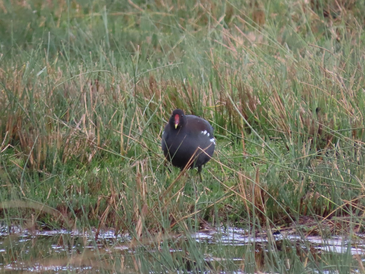 Eurasian Moorhen - ML646705317
