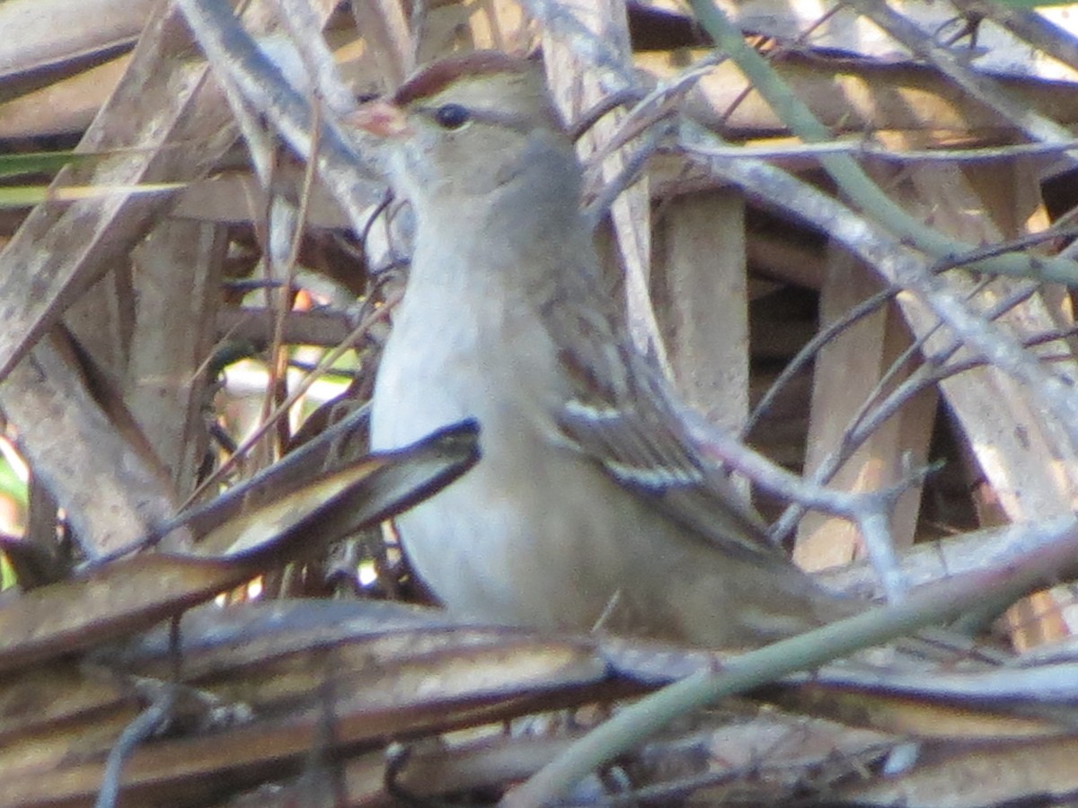 Dachsammer - ML646705326