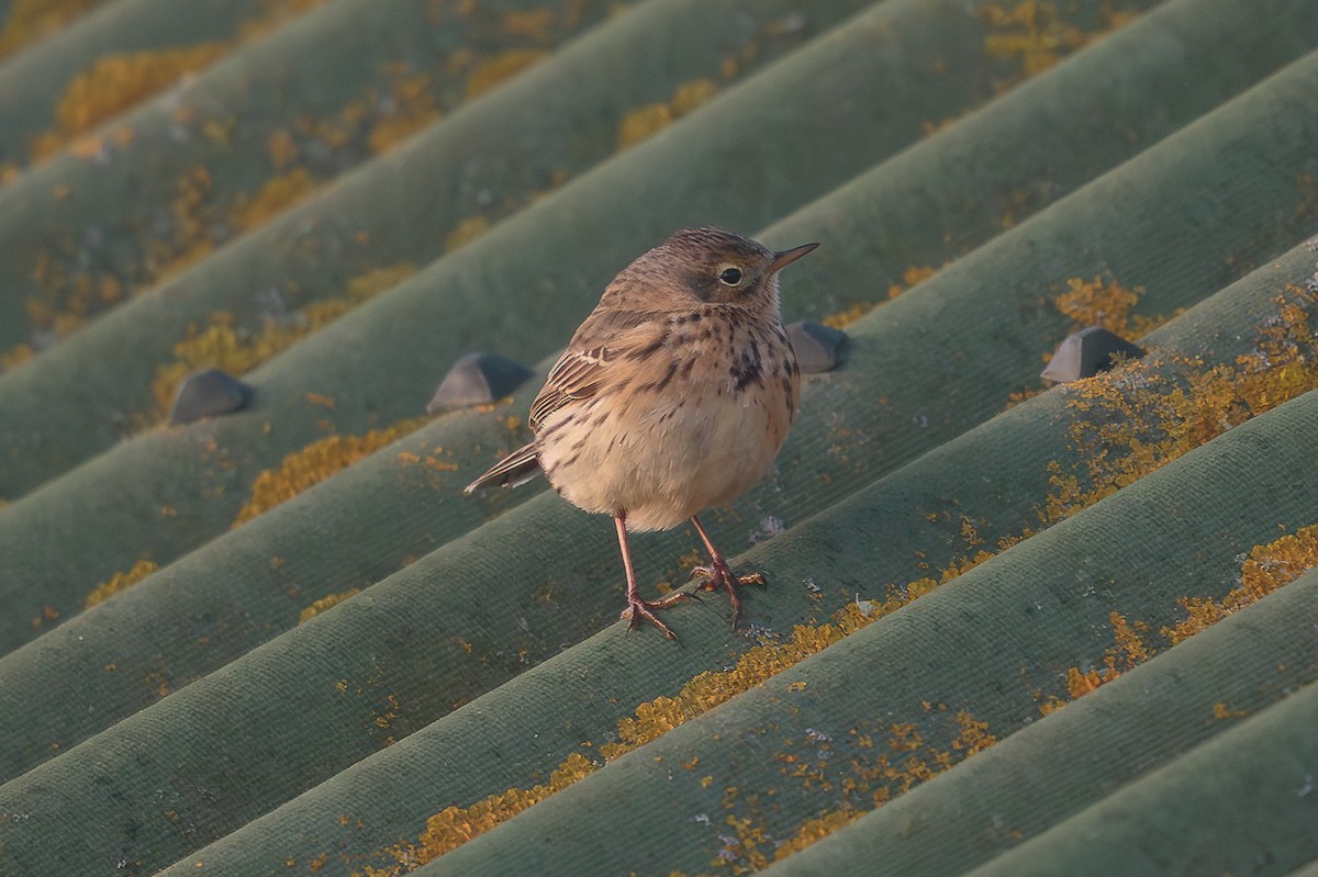פפיון שדות - ML646705327