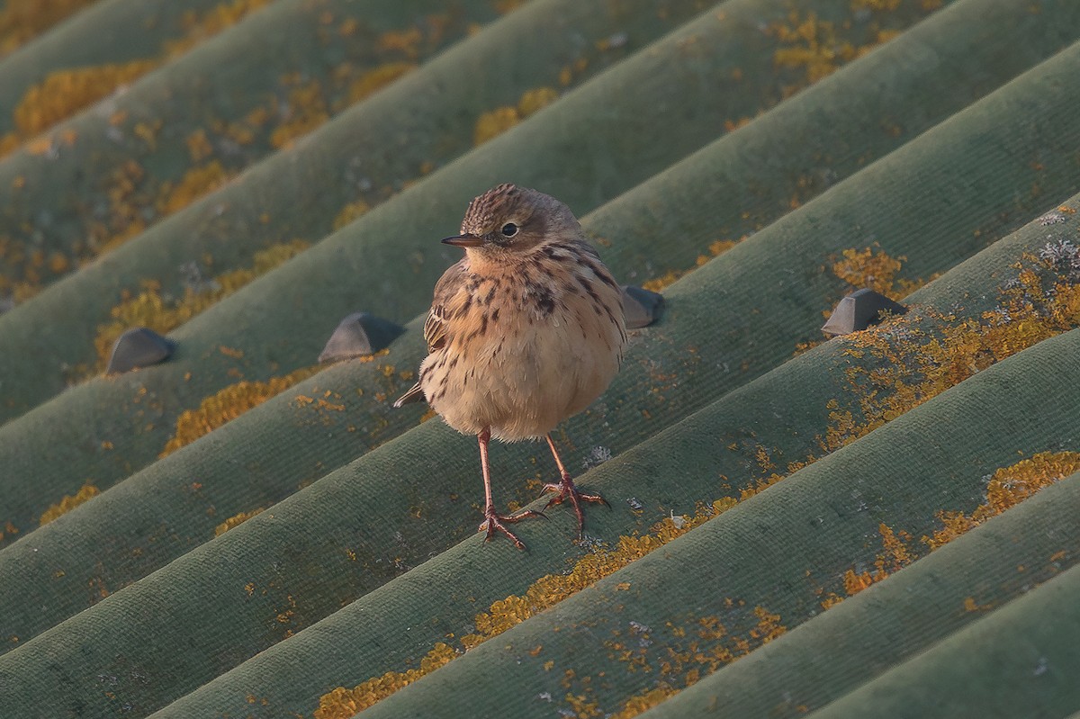 פפיון שדות - ML646705328