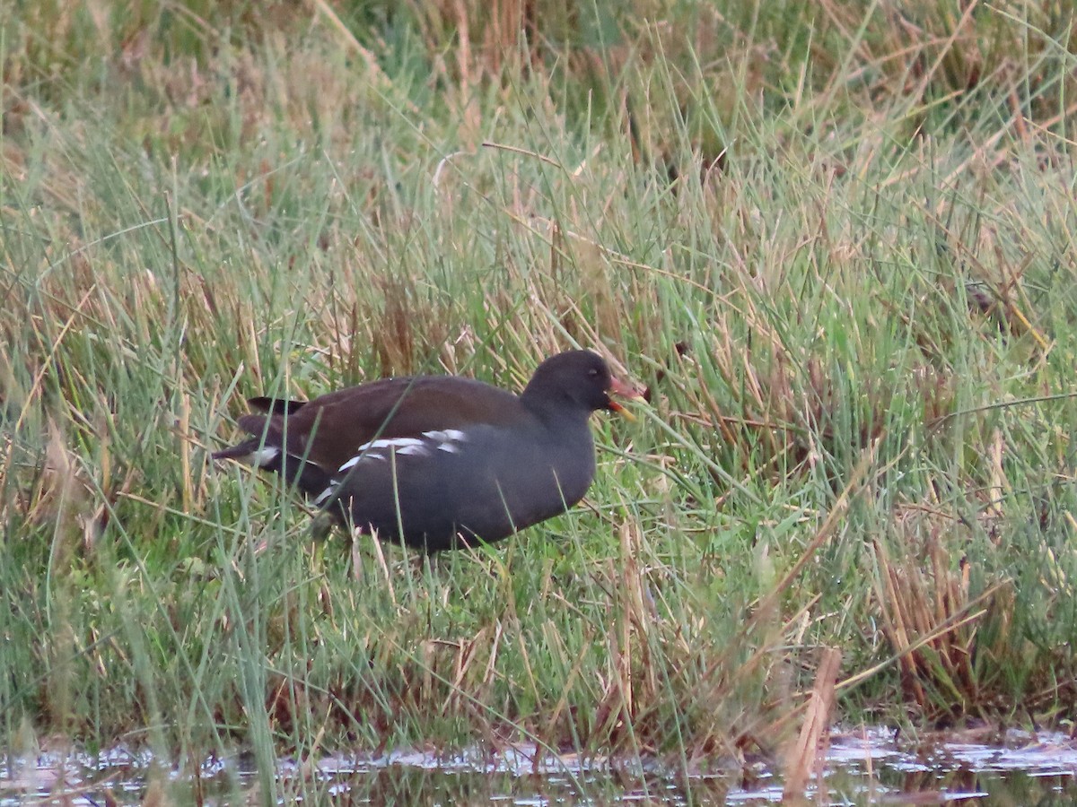Eurasian Moorhen - ML646705329