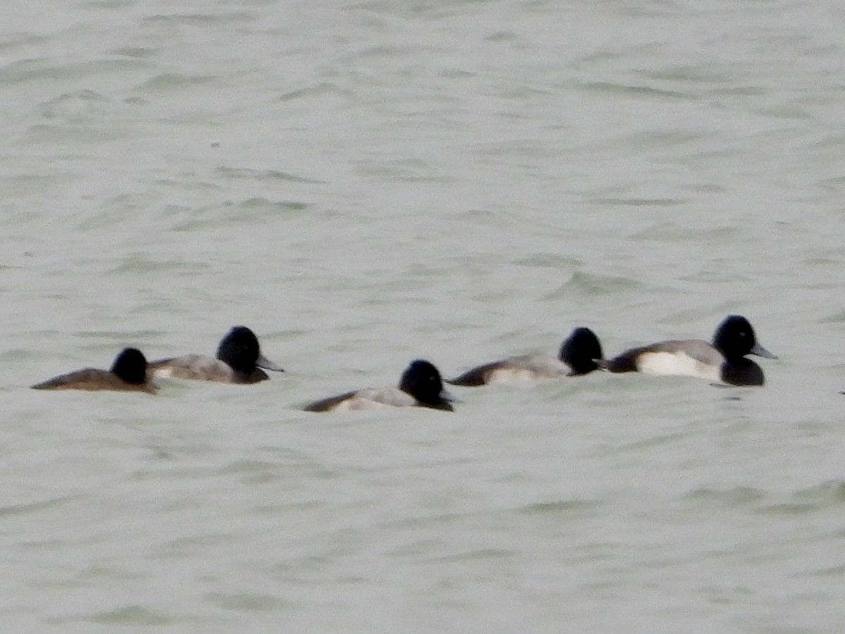 Murgilari txikia - ML646705330