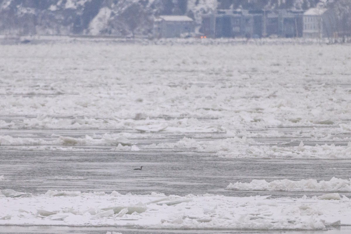 Colimbo sp. - ML646705333