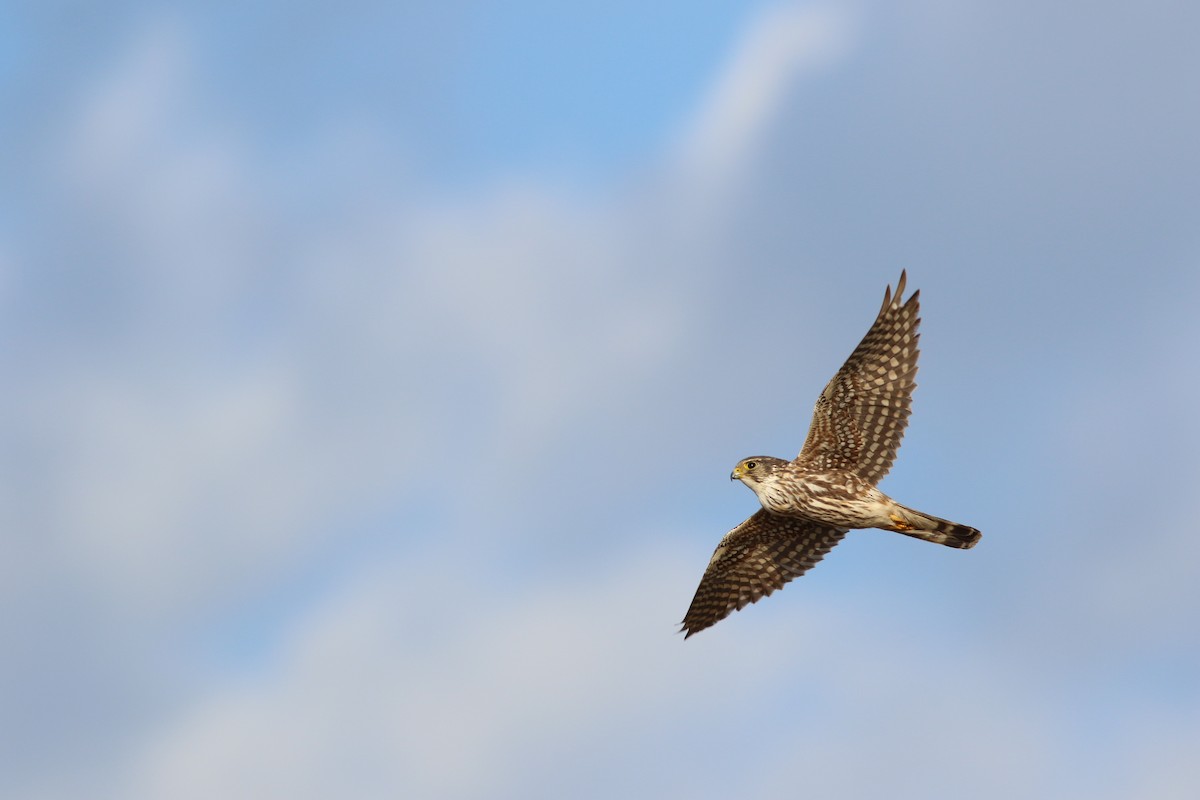 Хайргууна шонхор - ML646705336