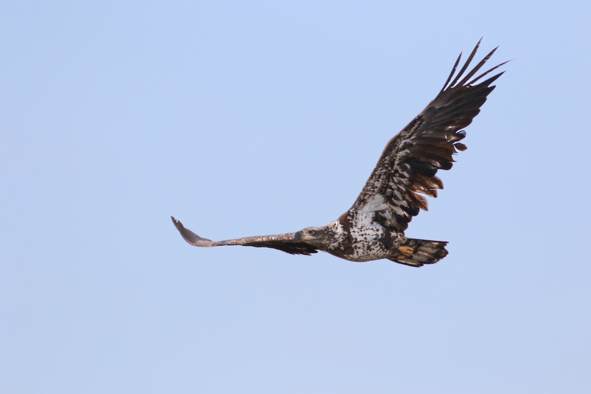 Bald Eagle - ML646705340