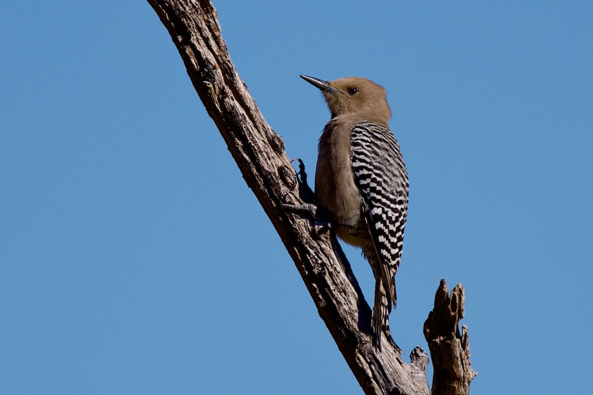 Gila Woodpecker - ML646705344