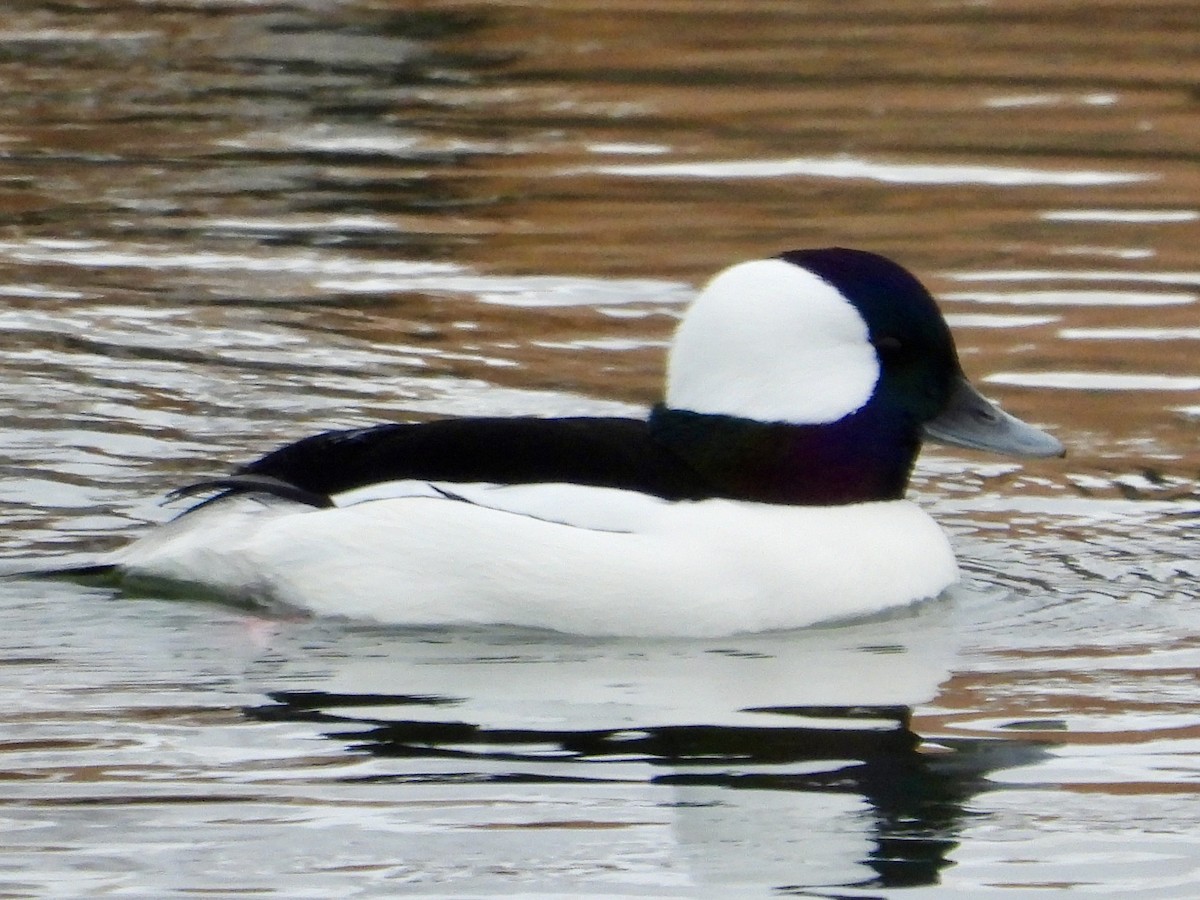 Murgilari buruzuria - ML646705346