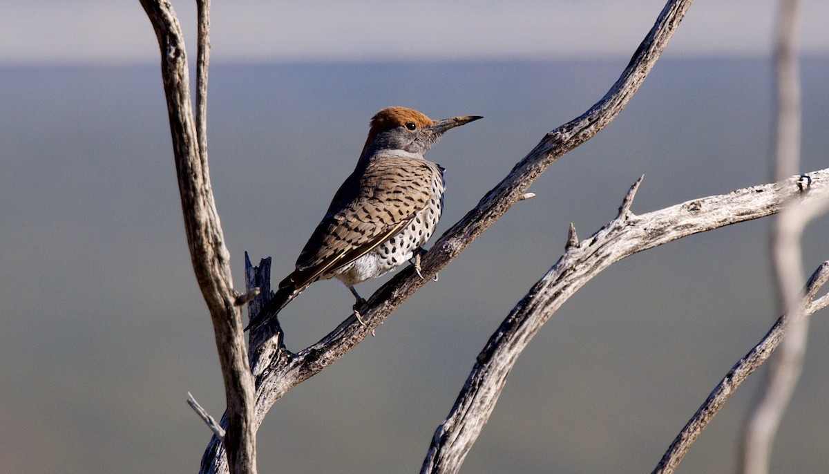 Gilded Flicker - ML646705349