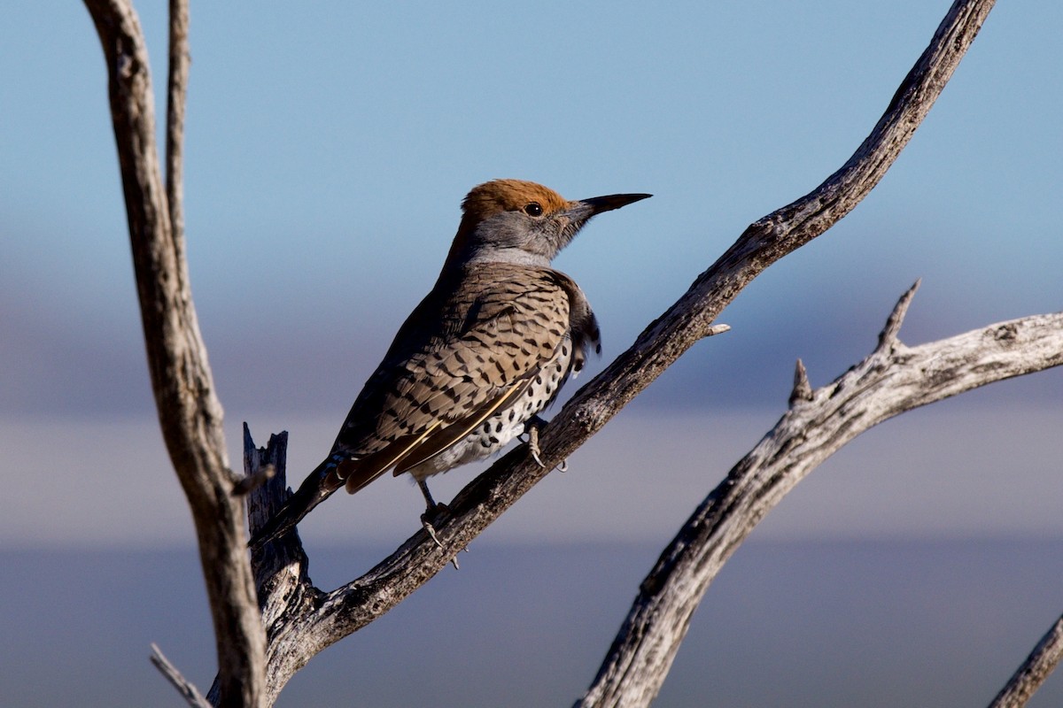 Gilded Flicker - ML646705350
