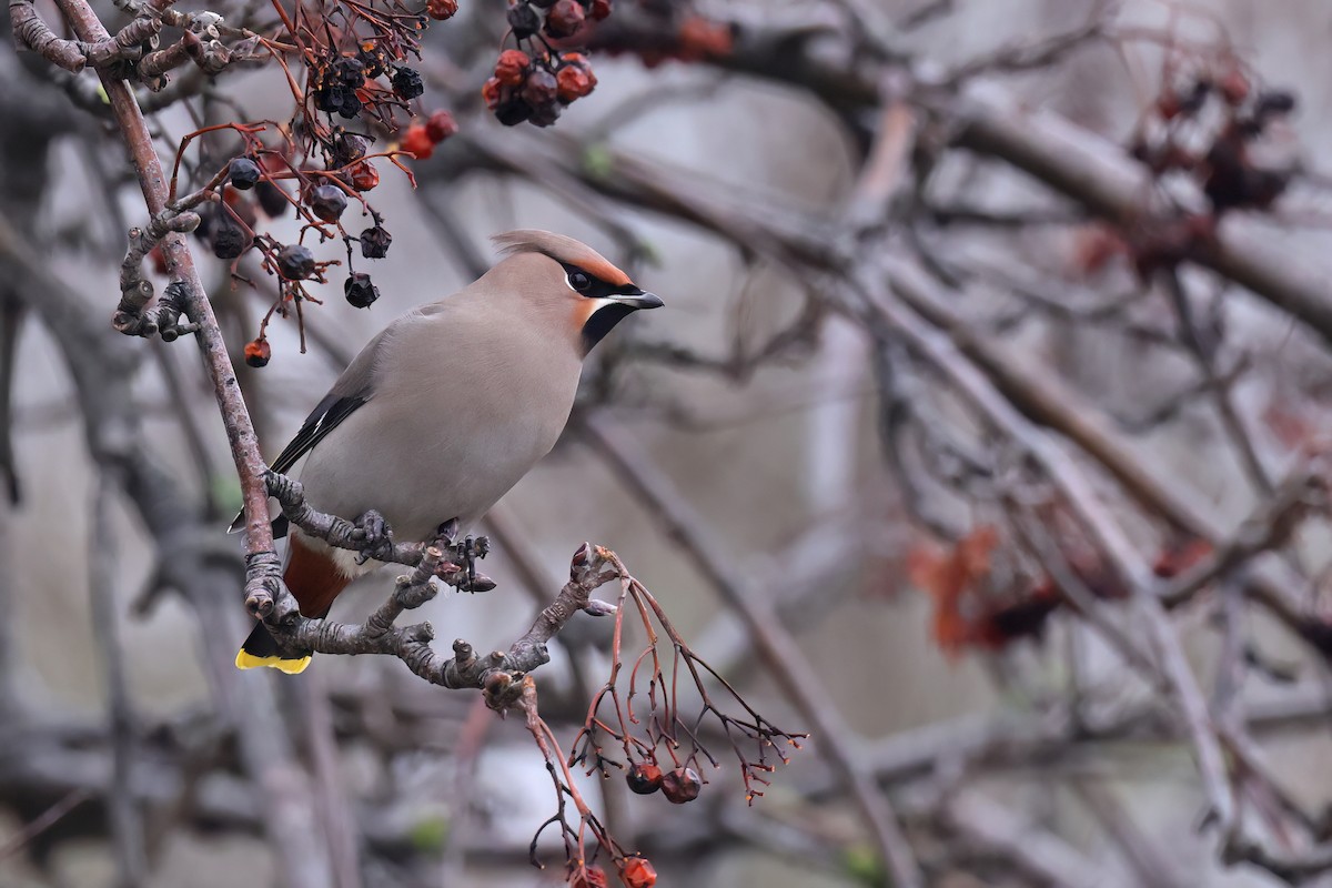 Buztanori boreala - ML646705351