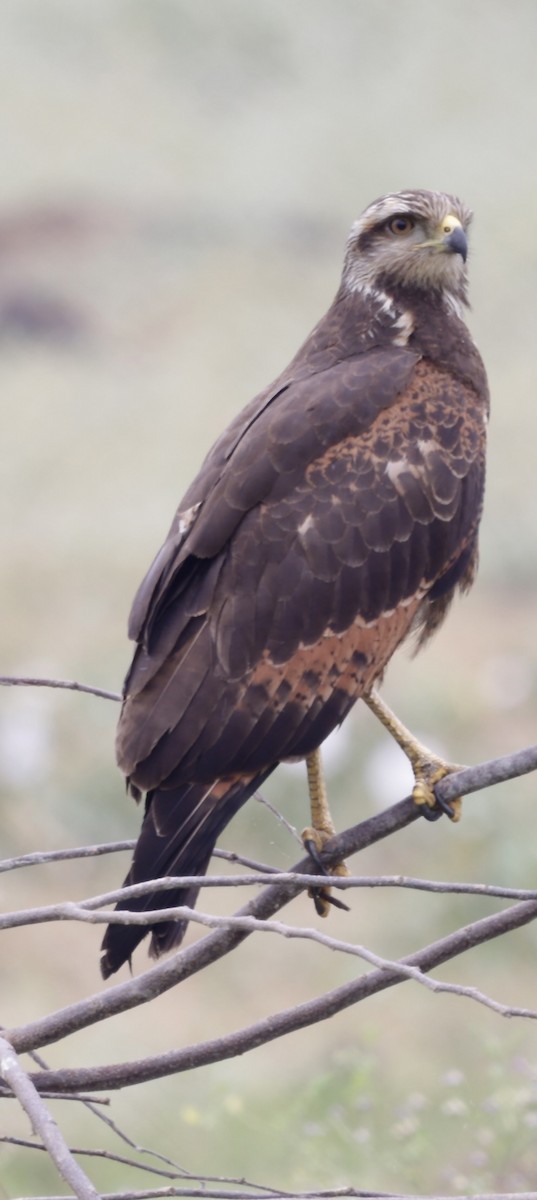 Savanna Hawk - ML646705358