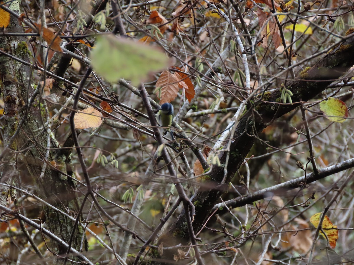 Eurasian Blue Tit - ML646705359