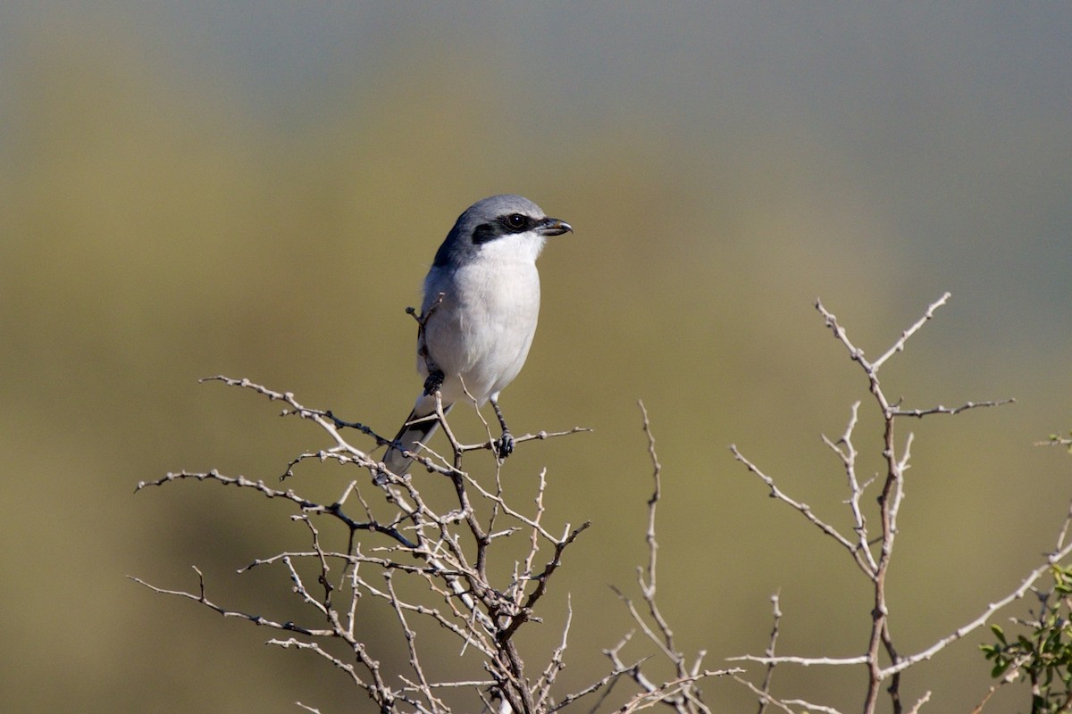 Loggerhead Shrike - ML646705360