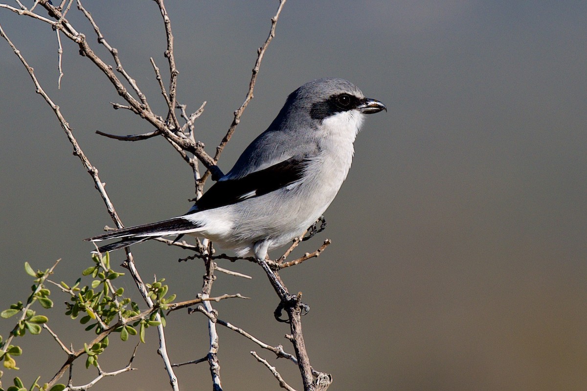 Loggerhead Shrike - ML646705361