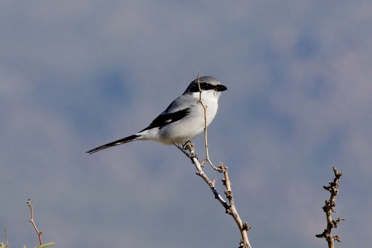Loggerhead Shrike - ML646705362