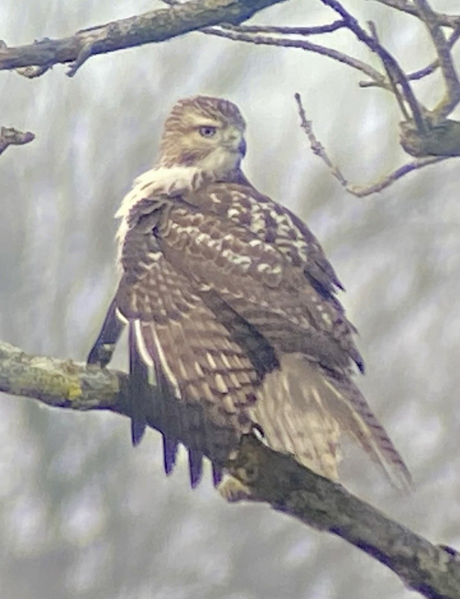 Red-tailed Hawk - ML646705363