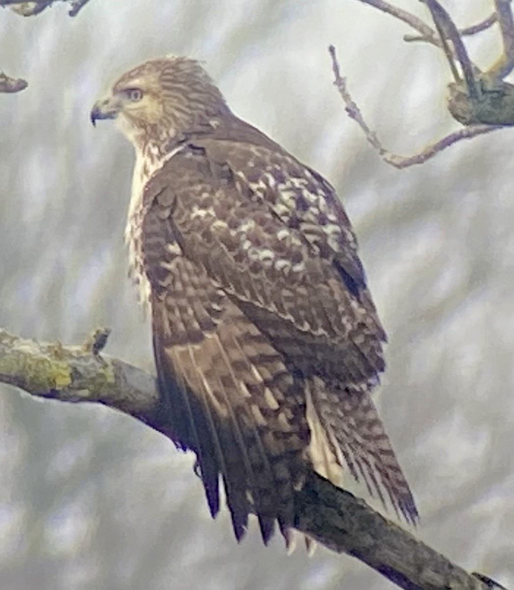 Red-tailed Hawk - ML646705364