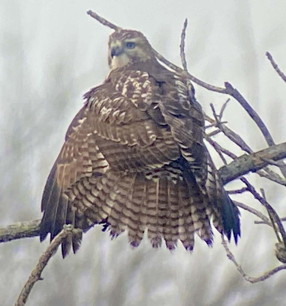 Red-tailed Hawk - ML646705365