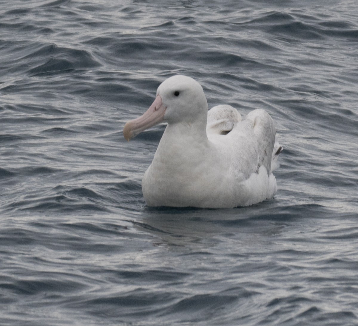 Albatros bidaiaria - ML646705367