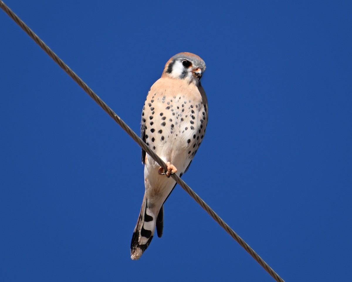 American Kestrel - ML646705377
