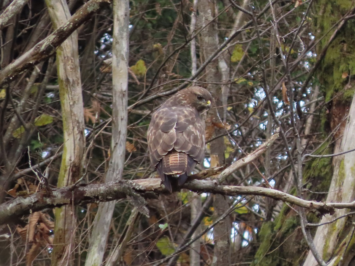 Common Buzzard - ML646705378