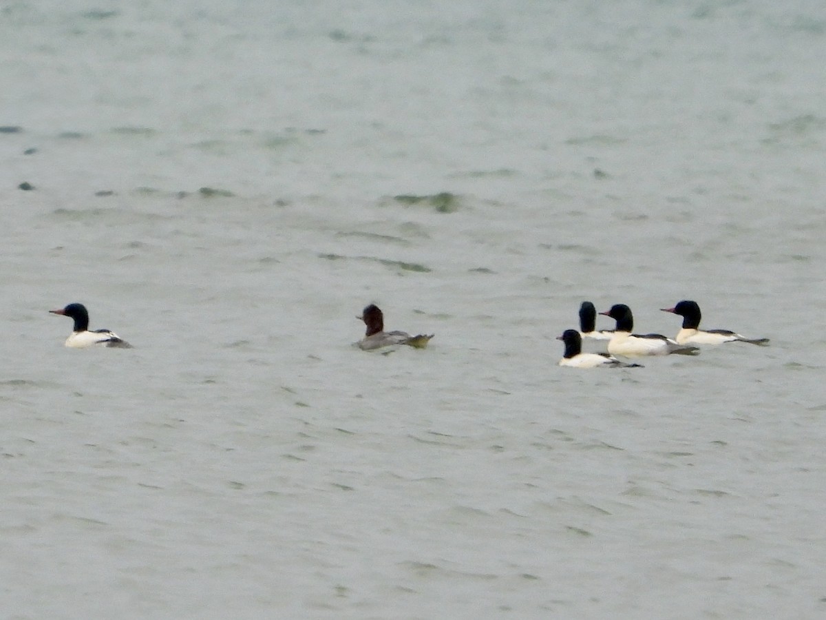 Zerra handia - ML646705380