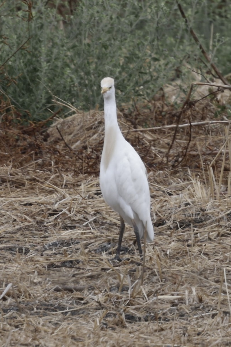 Western Cattle-Egret - ML646705382