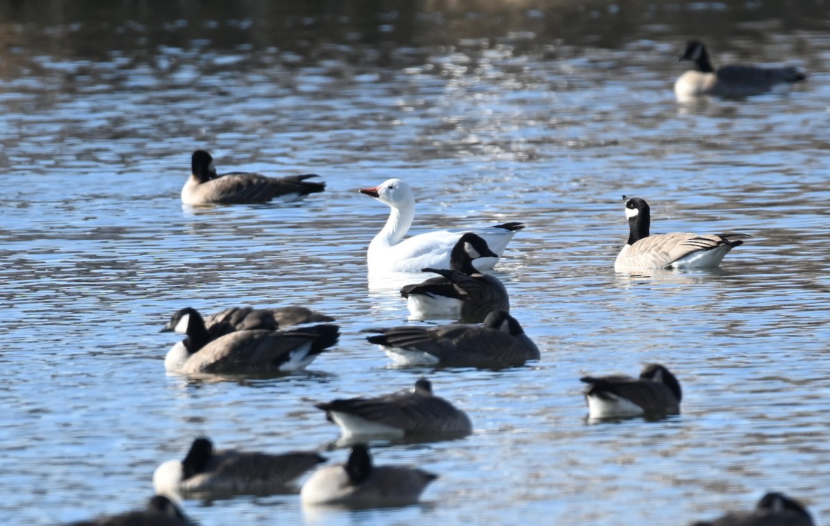 Snow Goose - ML646705383