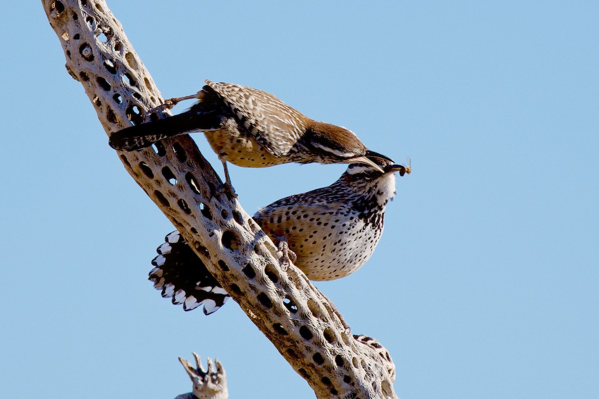 Cactus Wren - ML646705384