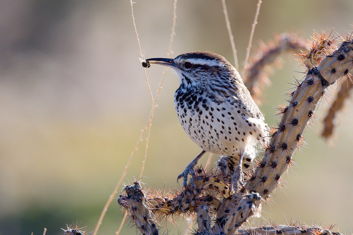 Cactus Wren - ML646705385