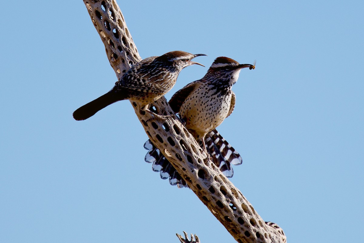Cactus Wren - ML646705386
