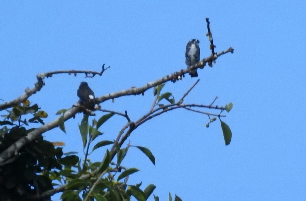 White-browed Purpletuft - ML646705387