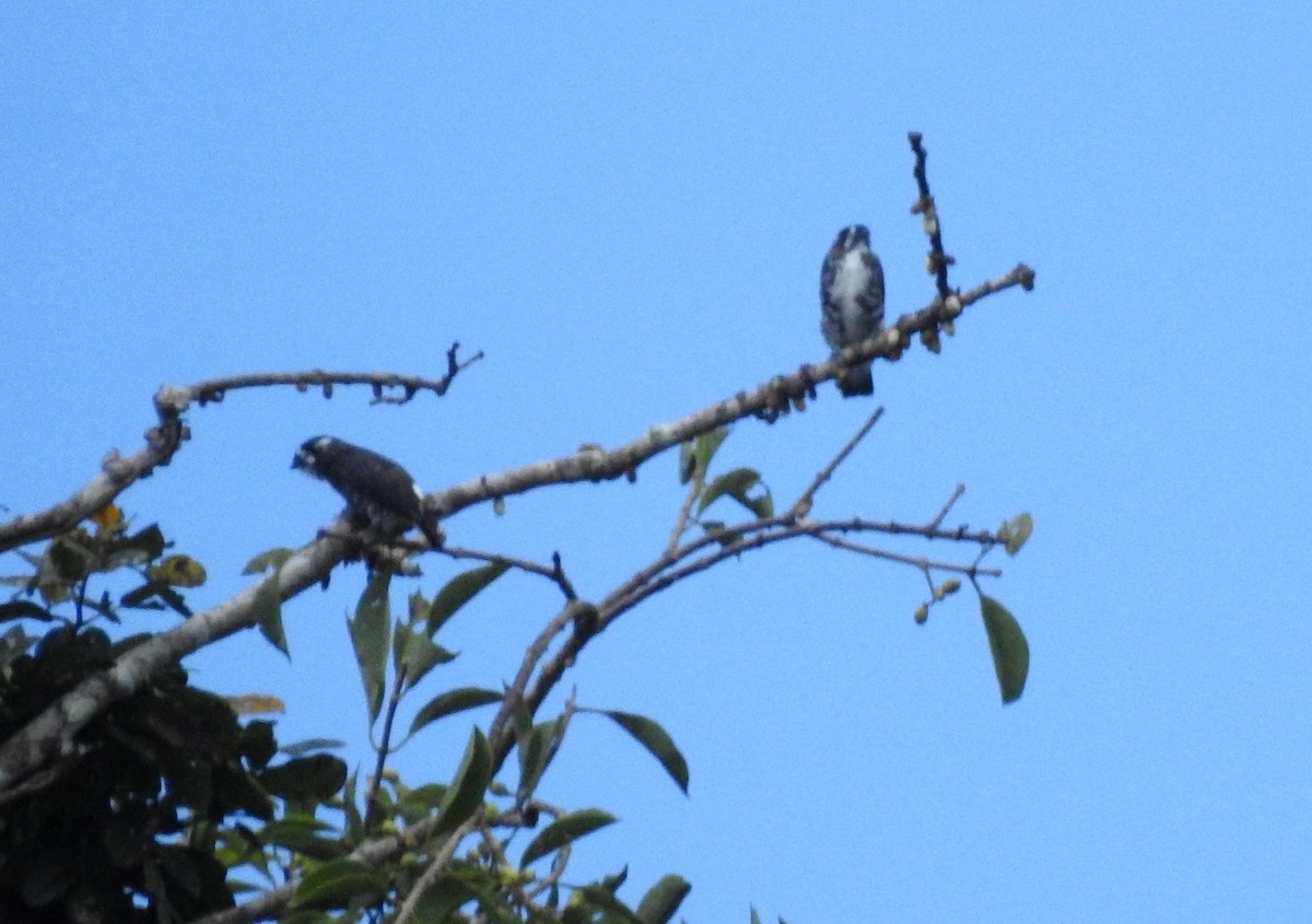White-browed Purpletuft - ML646705388