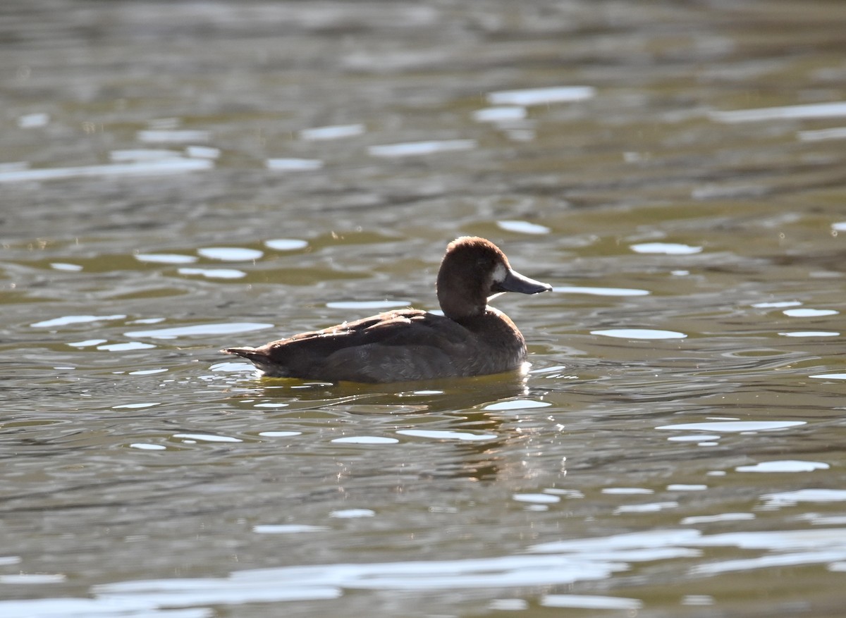 Lesser Scaup - ML646705391