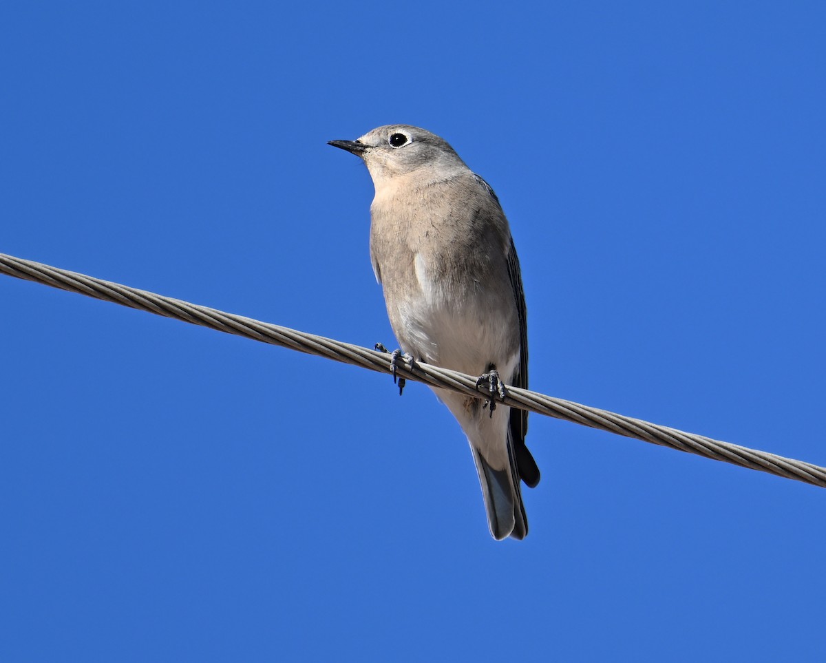 Mountain Bluebird - ML646705393