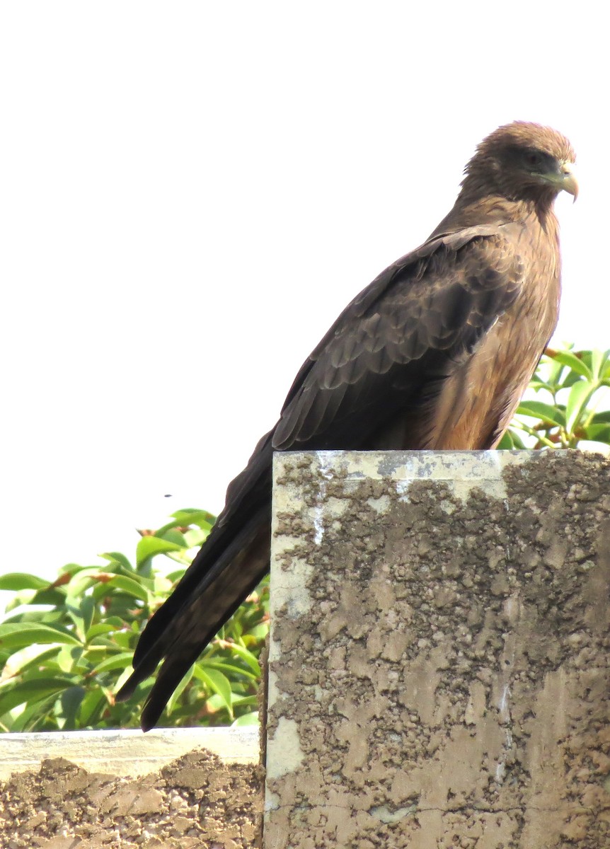 luňák hnědý - ML646705395