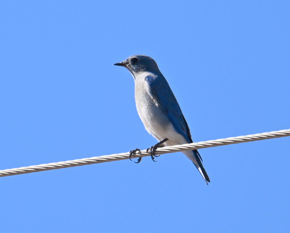 Mountain Bluebird - ML646705396
