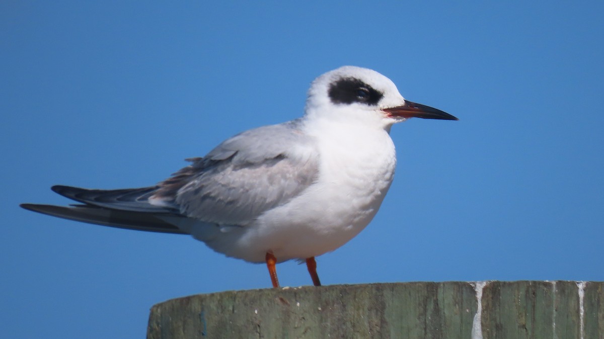 Forster txenada - ML646705397