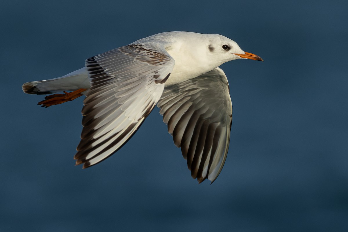 racek chechtavý - ML646705406