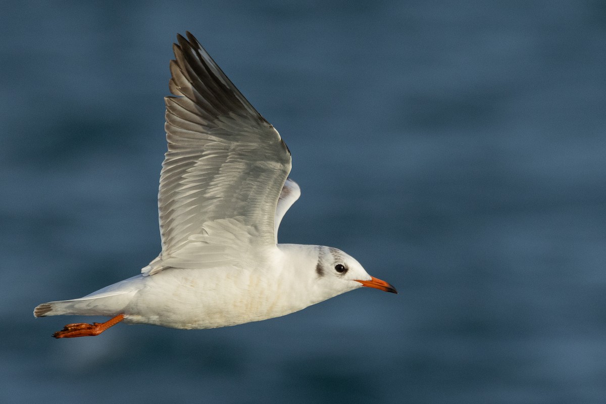 racek chechtavý - ML646705408