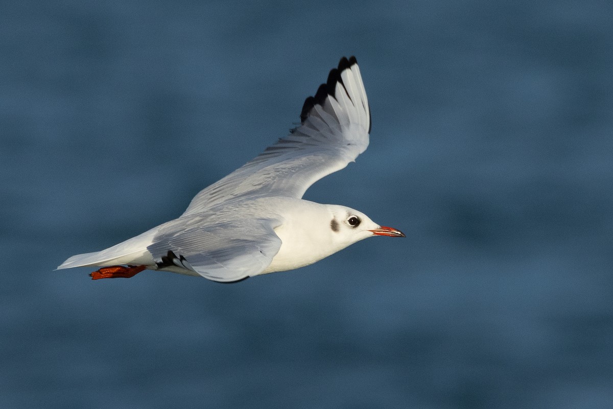 racek chechtavý - ML646705409