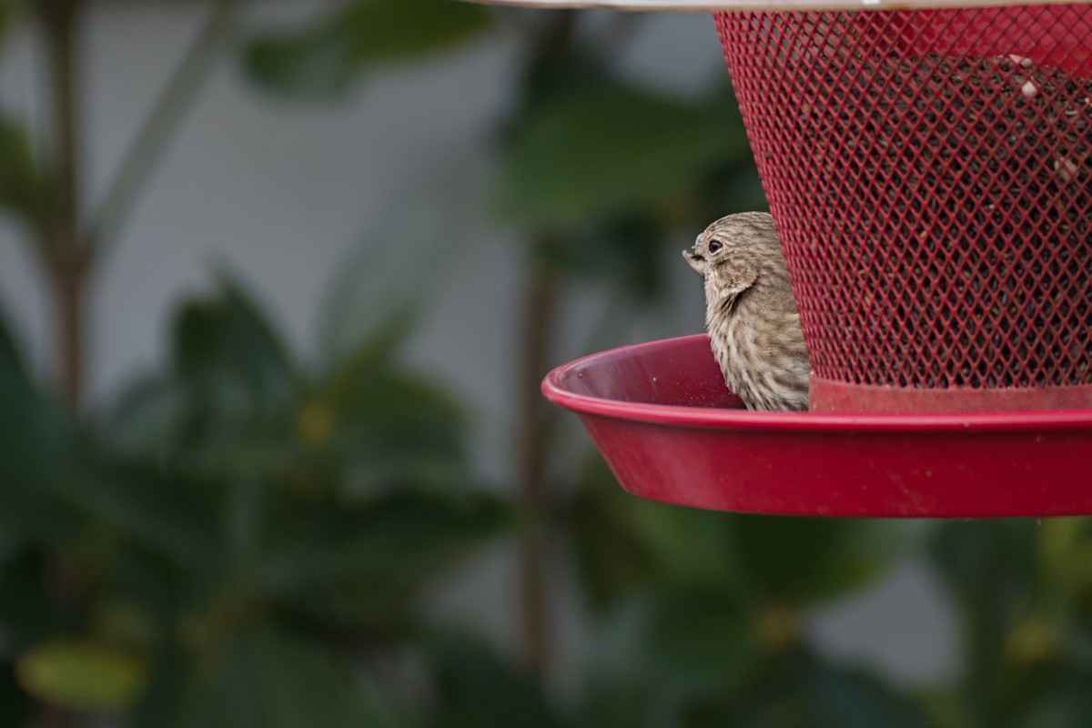 House Finch - ML646705412